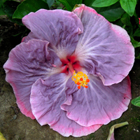 Tahitian Lilac Queen